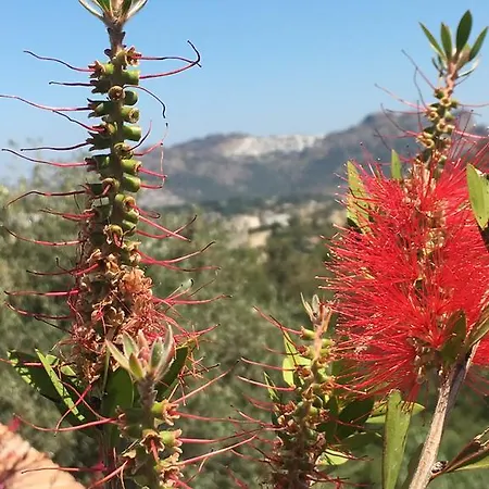 Cactus Garden Village * 亚力卡瓦克