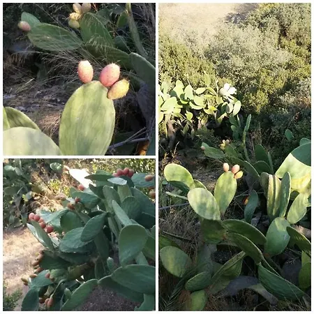 Cactus Garden Village Apartment *
